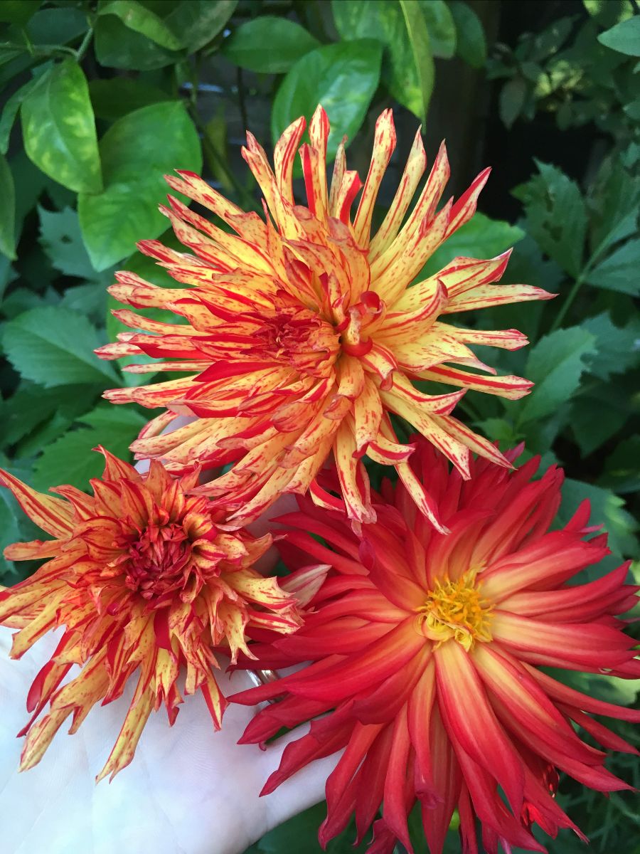 3 pink and yellow Dahlia flowers