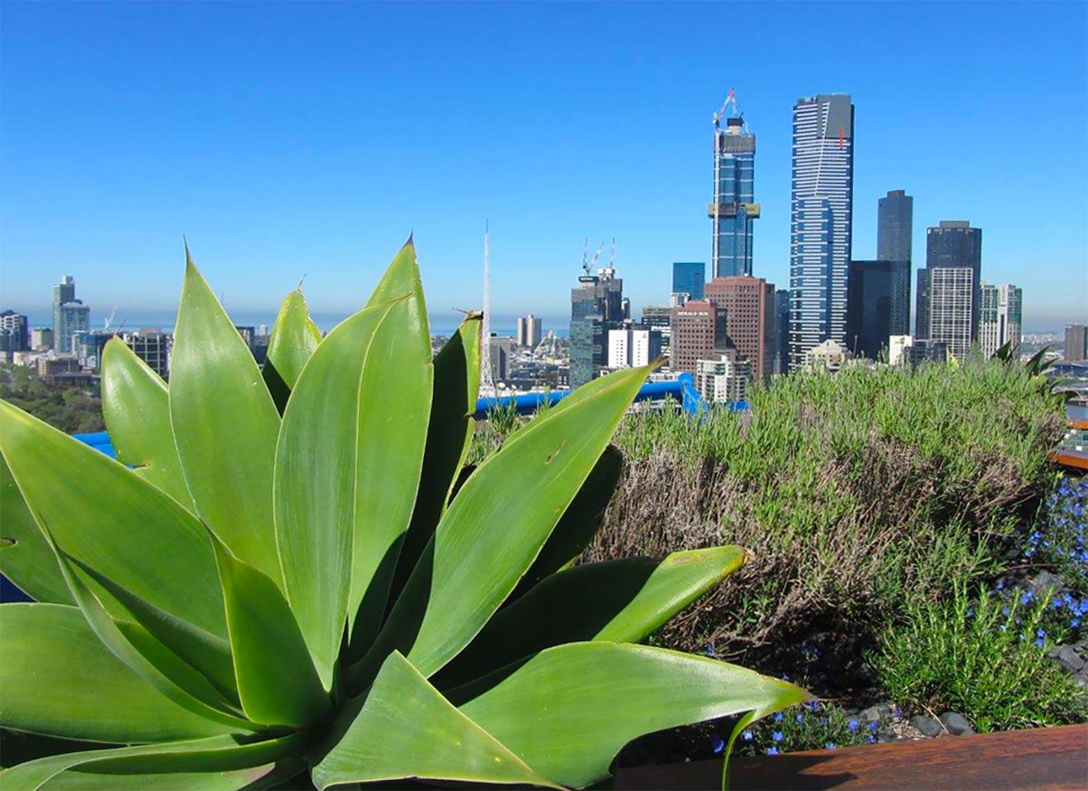 View of the city over a rooftop garden