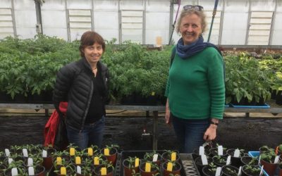 Tomato: Know-Sow-Grow-Feast wins Gold in the 2019 Independent Publisher Book Awards