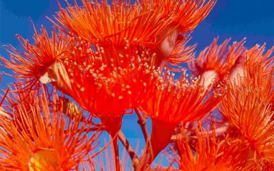 Mornington Peninsula Self-drive nursery tour