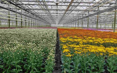 Event Highlight: Sustainable Floristry Event 2021