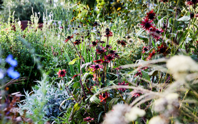 Open Garden- Jac Semmler’s Perennial Garden Frankston