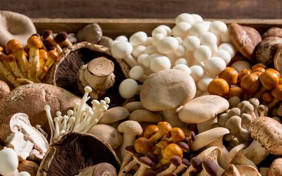 Webinar: Introduction to Mushroom Growing