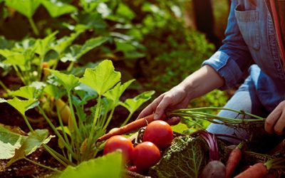 Permaculture—harmony with nature