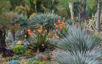 Tour of Attila & Michele Kapitany’s succulent garden