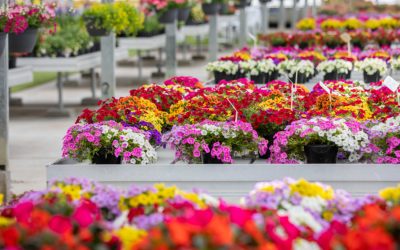 SOLD OUT! Wholesale Nursery Tour- Haars Nursery and Ball Australia
