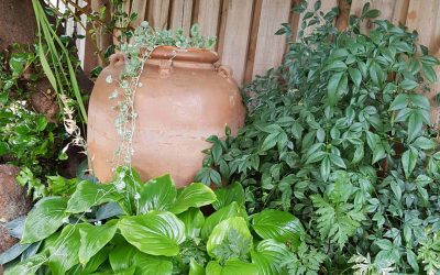 A Lesson Learned – Don’t Judge a Plant by Its Label