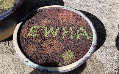 Tour of Attila and Michele Kapitany’s succulent garden