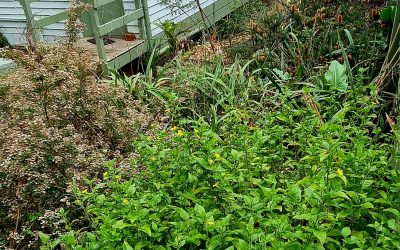 Event Highlight: Native Bush Food and Medicine Workshop