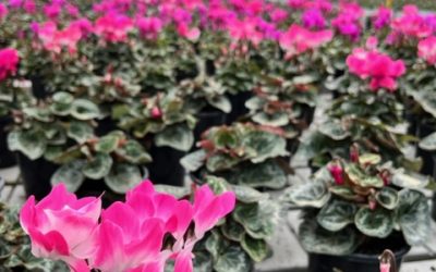 Event Highlight: Haars Nursery and Ball Australia tour