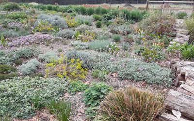 Event Highlight: Antique Perennials Nursery Tour