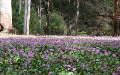 An evening with Jane Tonkin