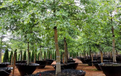 Tour of Established Tree Transplanters