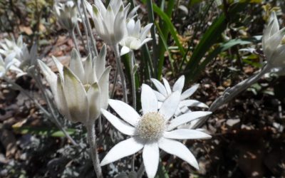 Women in Horticulture: Clare Hart