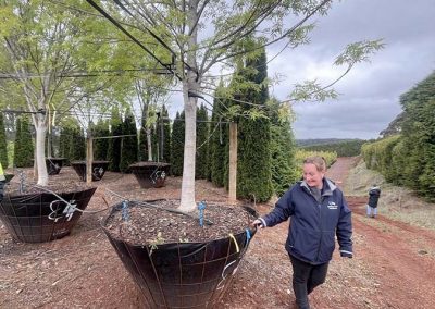 Showing a recently potted tree