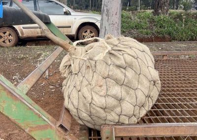 A tree dug up and wrapped in hessian and wire basket for protection and transport