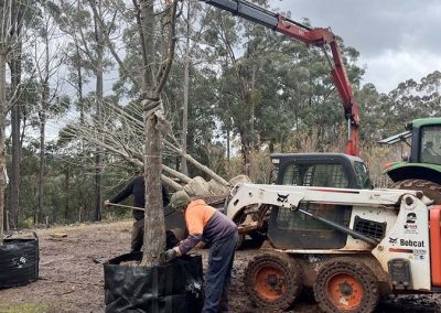 Large trees ready for planting. A man is getting a tree ready to be moved by a tractor.
