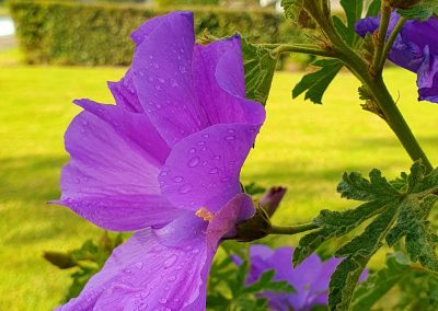 Alyogyne huegelii, an Australian native plant with purple flowers resembling hibiscus flowers.