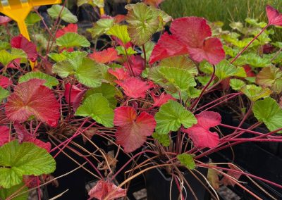 Pelargonium australe – hardy in all soils as well as sun & shade