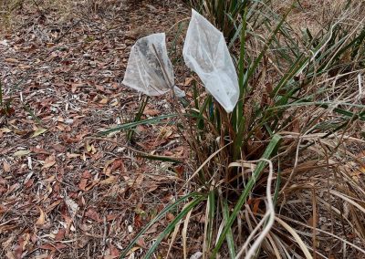Seed collecting at Willum Warrain