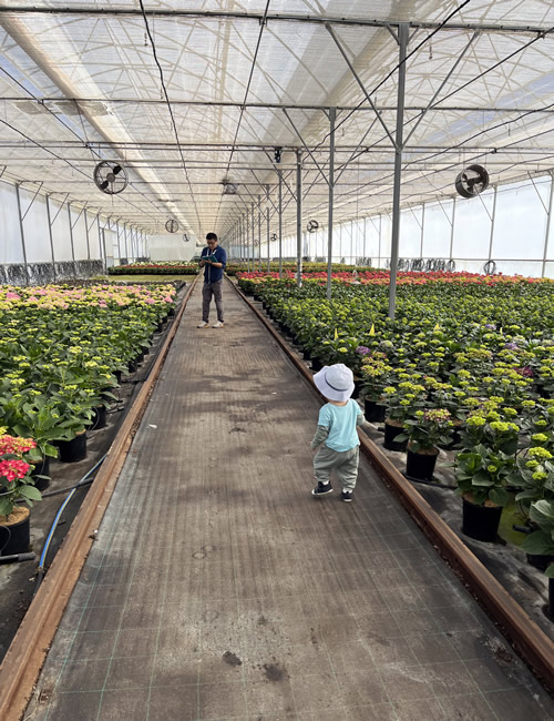 Photo of a toddler walking towards a man in the distance. They are on a long path inside an undercover wholesale nursery.