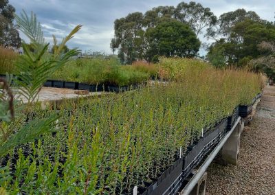 Willum Warrain nursery tube stock