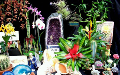 The Weird & The Wonderful!