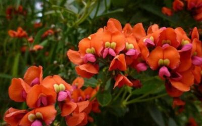 Celebrating Women in Horticulture