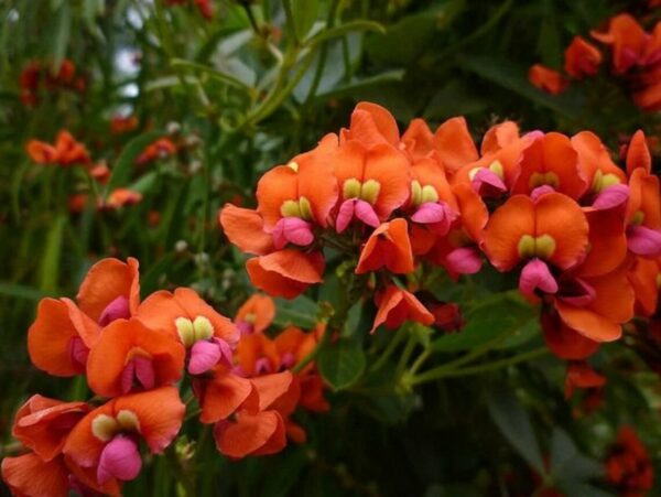 Kennedia coccinea ‘Coral Vine’