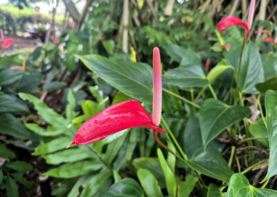 Photo of a red Anthurium flower surrounded by foliage.
