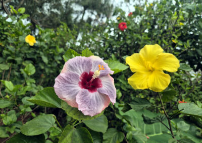 Photo of different coloured hibiscus flowers.