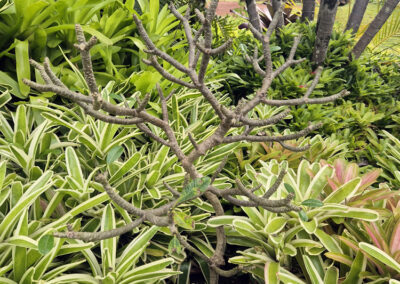 Photo of a Plumaria tree amongst other tropical plants. It only has a few leaves as it is winter.