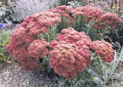 Large planting of sedums