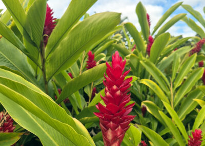 Photo of a red ginger plant under a blue sky.