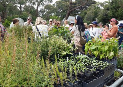 Native plants in tube stock planters. There is a group of women listening to a talk in the background.