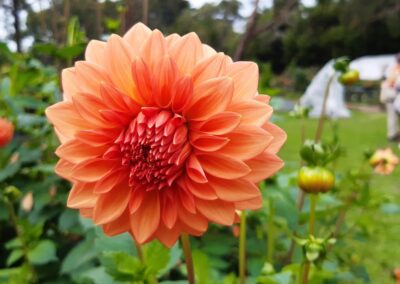 Close up photo of an orange dahlia