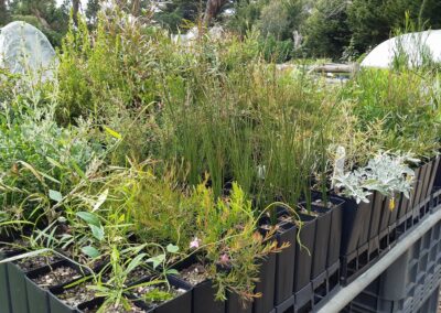 Native plants in tube stock planters.