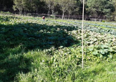 Fields of pumpkin plants.