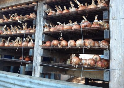 Photo of racks of giant brown onions.