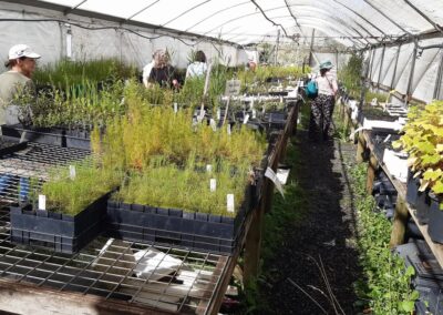 Inside a green house growing indigenous plants for the Ribbons of Green project