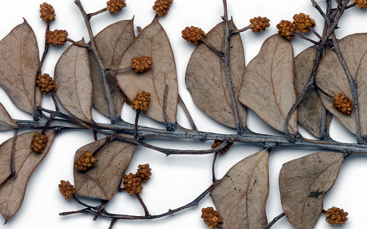 Photo of some dried brown leaves and flowers in a herbarium sample plant.
