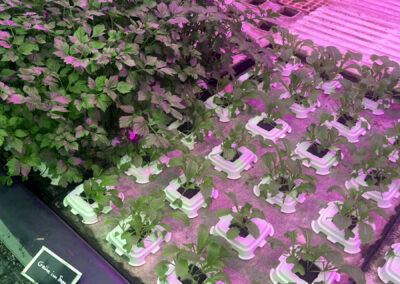 Some seedlings in trays.