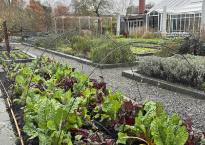 View of a kitchen garden. There is a glasshouse and arbour in the background, and garden beds with fresh growing greens in the foreground.