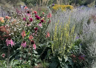 Jo Ferguson’s garden