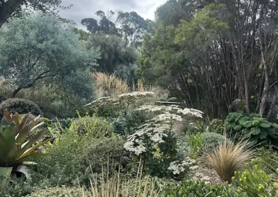 Jo Ferguson’s garden